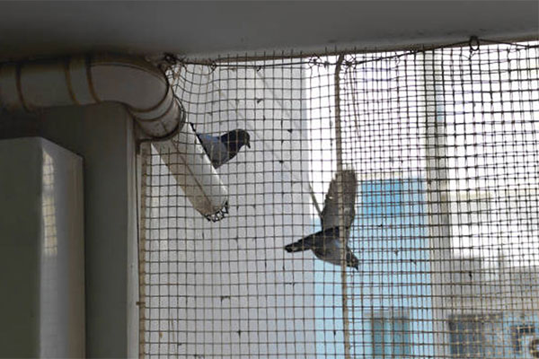 Pigeon Safety Nets Gurugram